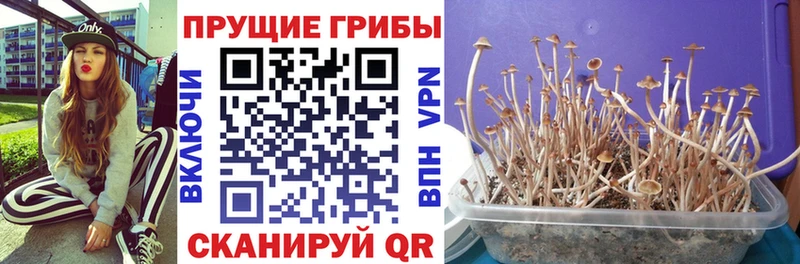 Галлюциногенные грибы MAGIC MUSHROOMS KRAKEN ССЫЛКА Изобильный где можно купить наркотик